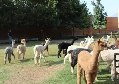 Aconcagua Wine Valley Alpaca Farm - 03 - Wine Wein Tours